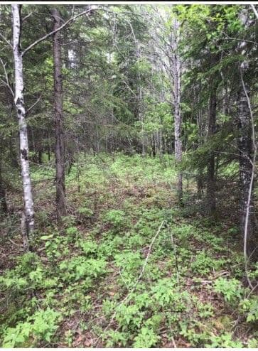 75.25 Acres in Pyne Township - PCL 4952, Cochrane, ON P0K 1G0 – photo 3