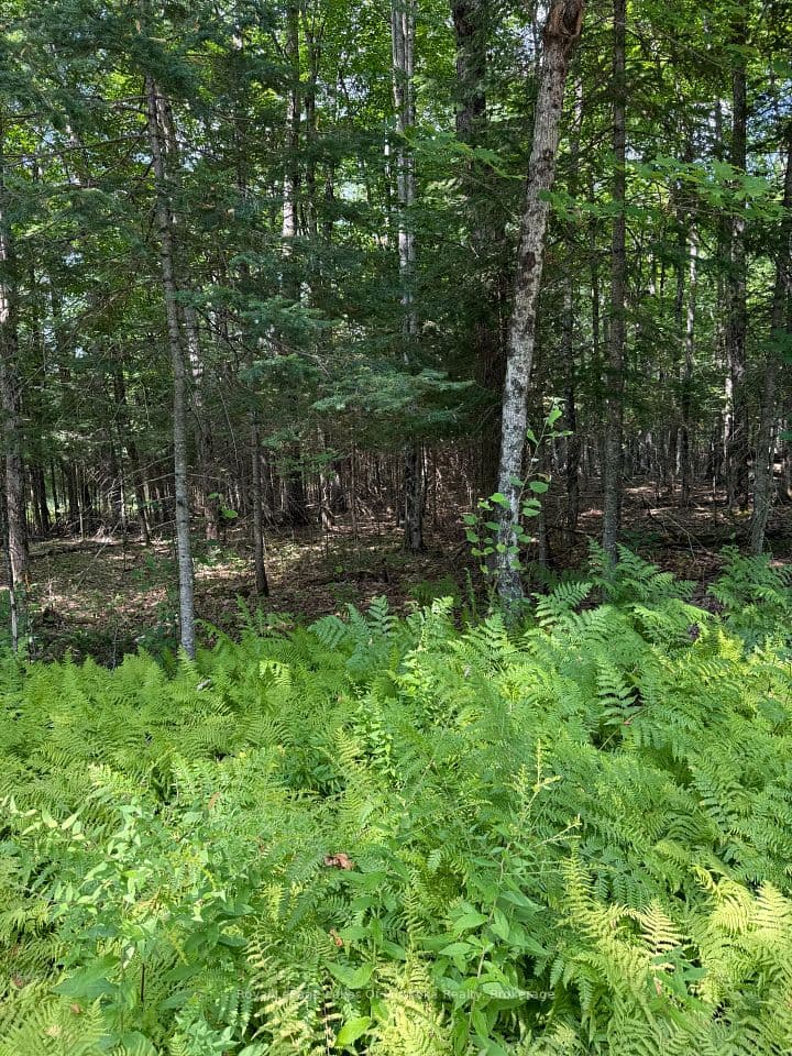 LT 26 Frank St Street, Magnetawan, ON P0A 1Z0 – main photo