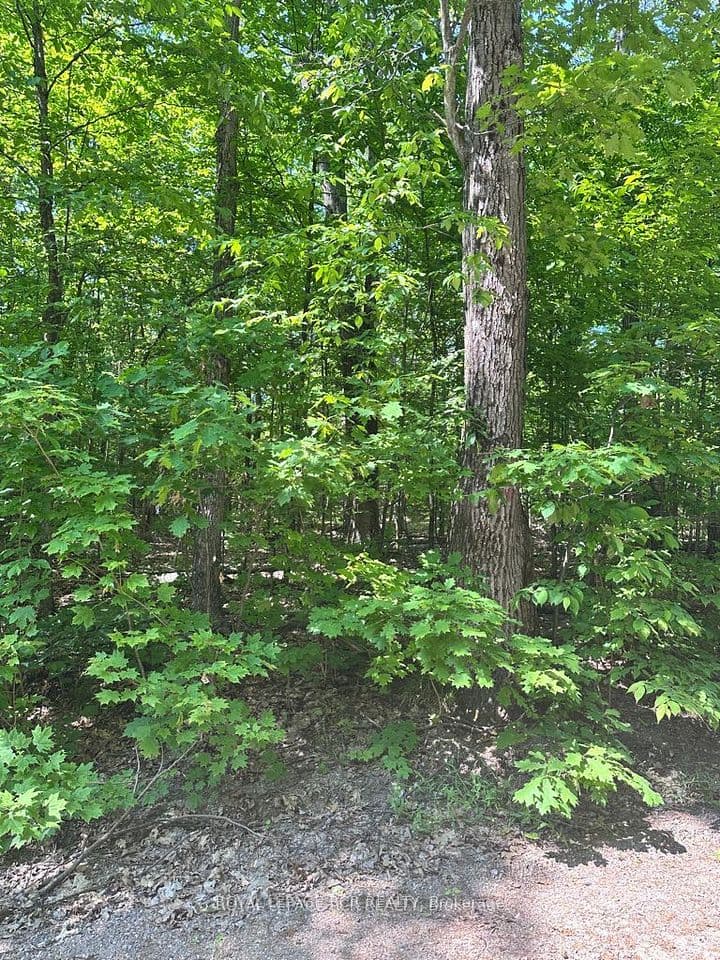 Pt Lot 6 Con 10 Monmouth Madill Road, Highlands East, ON K0M 1R0 – photo 3