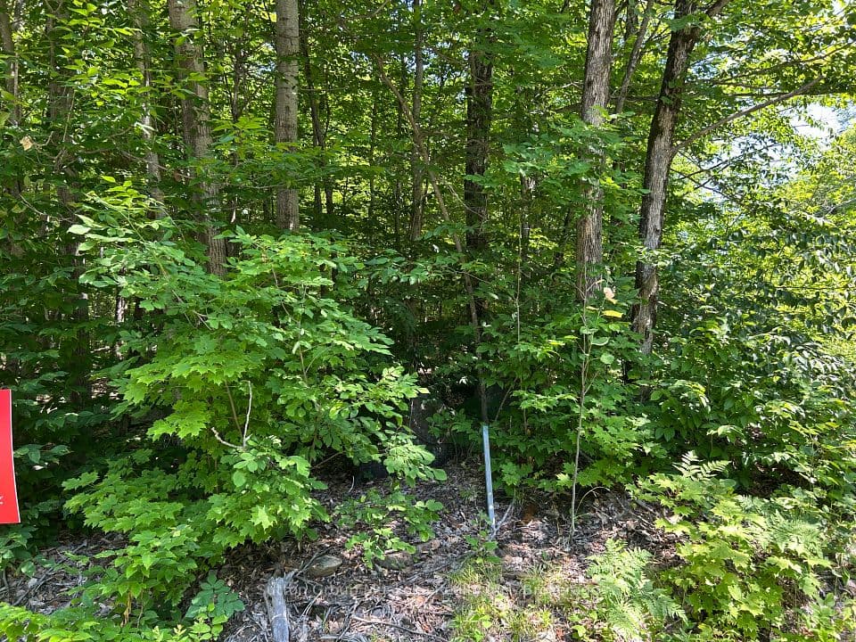 0 Tally Ho Winter Park Road, Lake of Bays, ON P1H 2J3 – photo 2